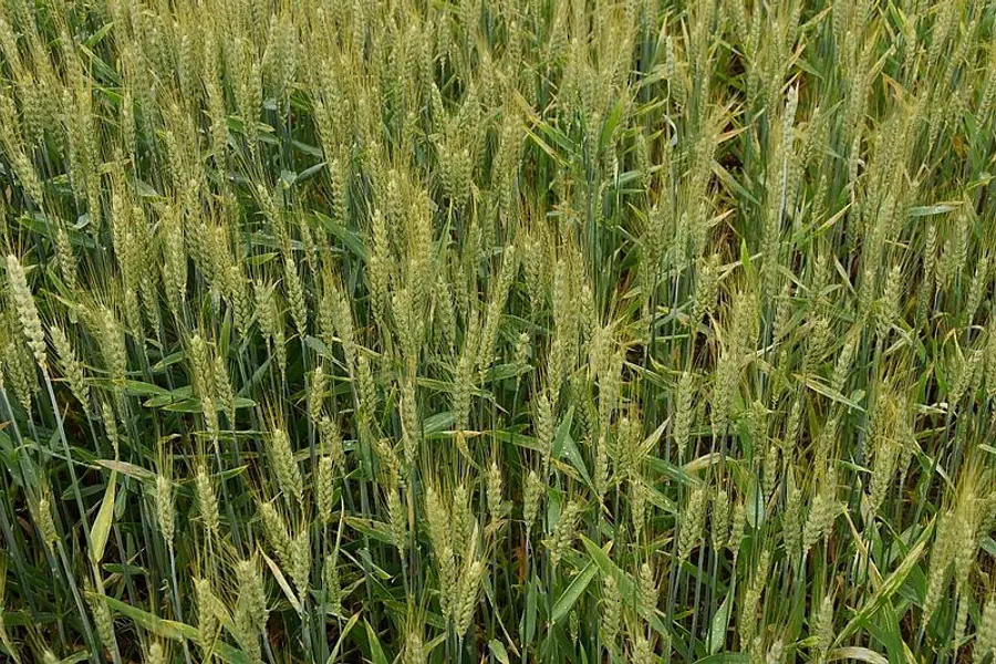 Champ de blé dur bio