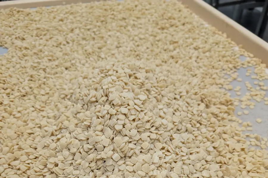 Coquillettes sur une claie du séchoir